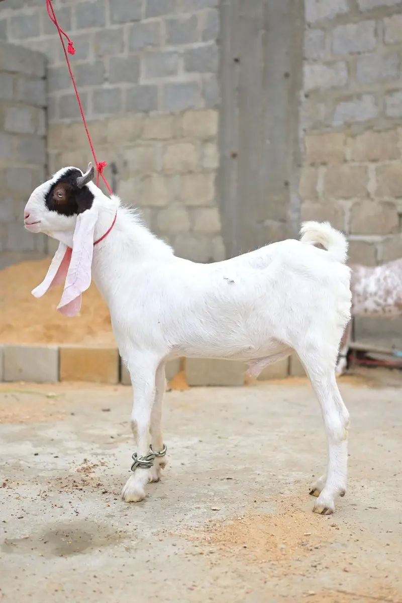 gulabi bakra — photo 2