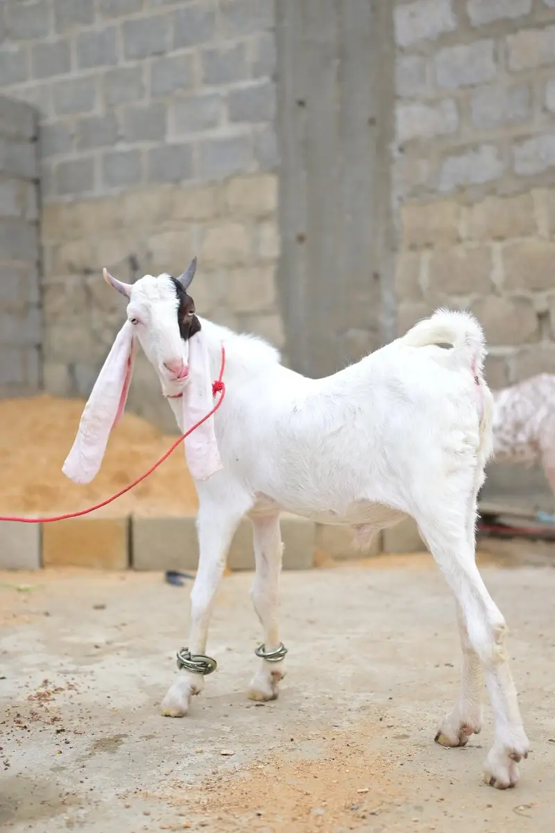 gulabi bakra — photo 3