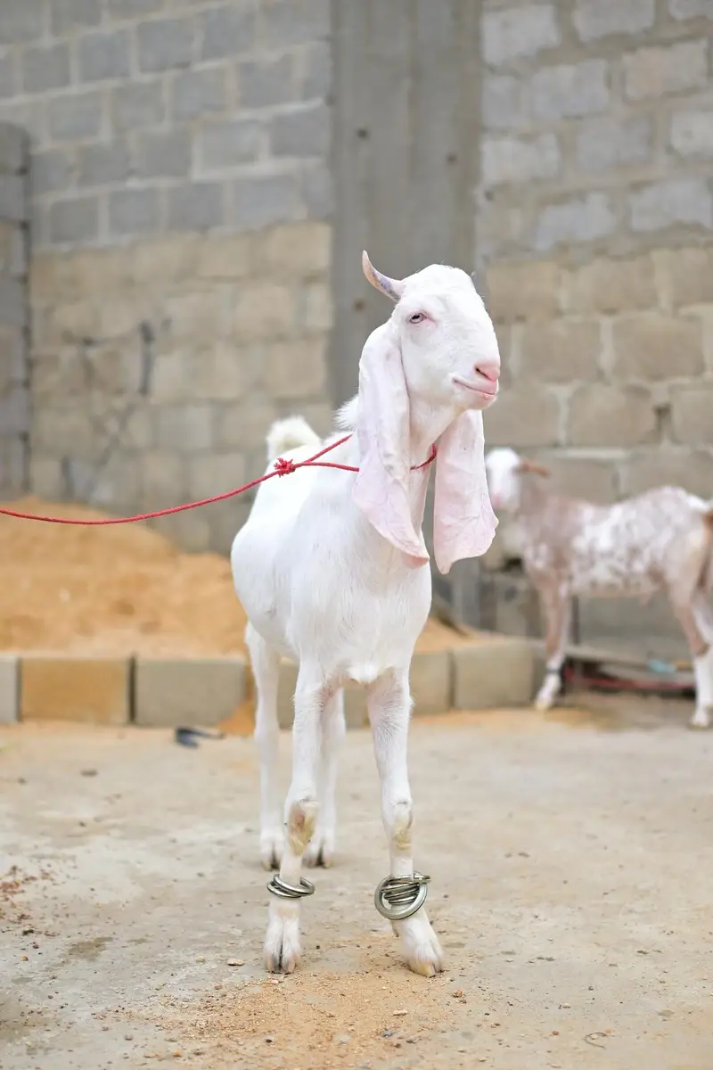 gulabi bakra — photo 4