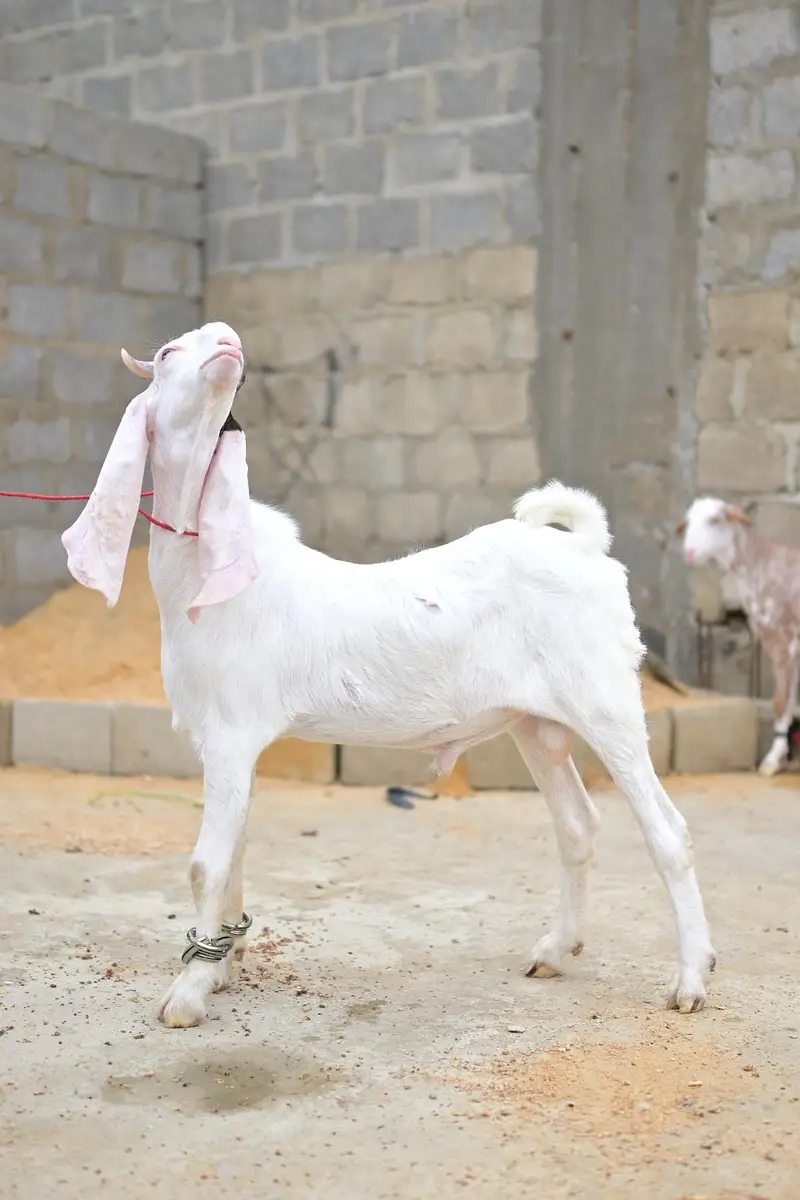 gulabi bakra — photo 5