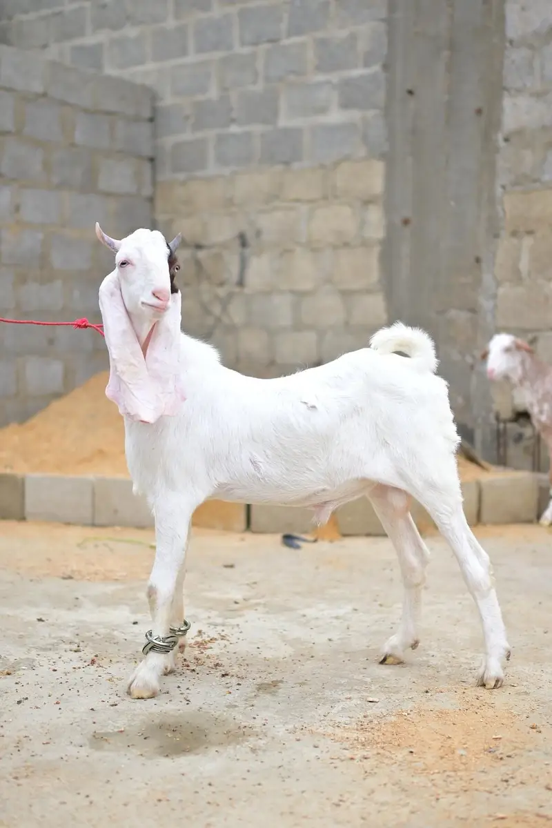 gulabi bakra — photo 6