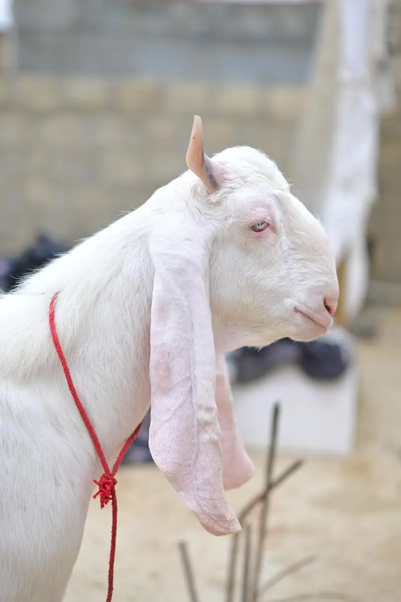 gulabi bakra — photo 9