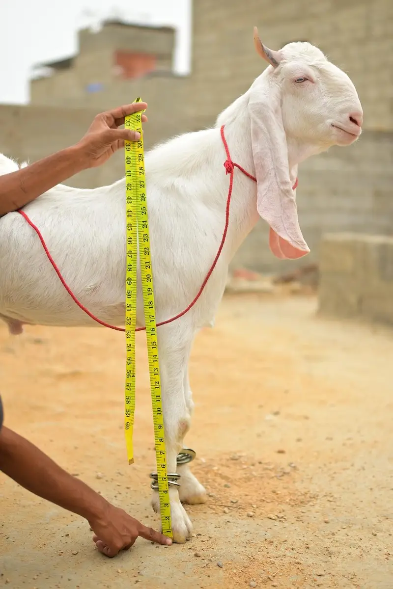 gulabi bakra — photo 10