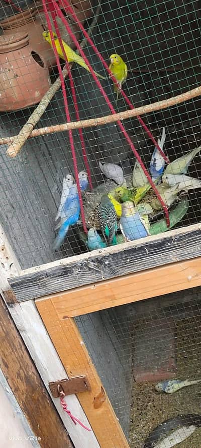 Australian budgies 03453100040