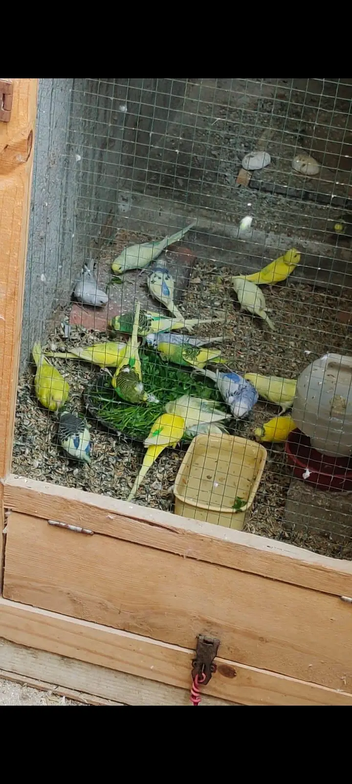 Australian budgies 03453100040 — photo 2