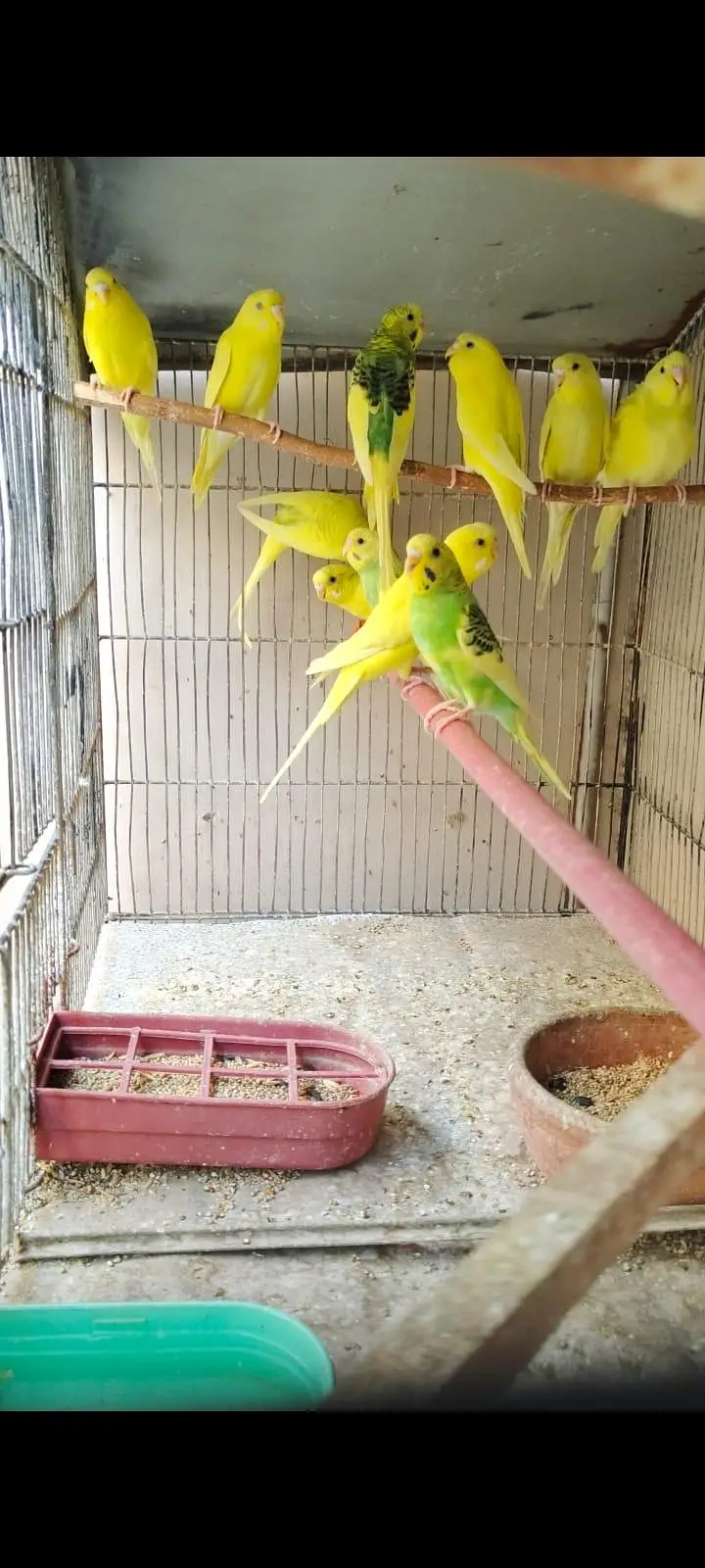 Australian budgies 03453100040 — photo 3