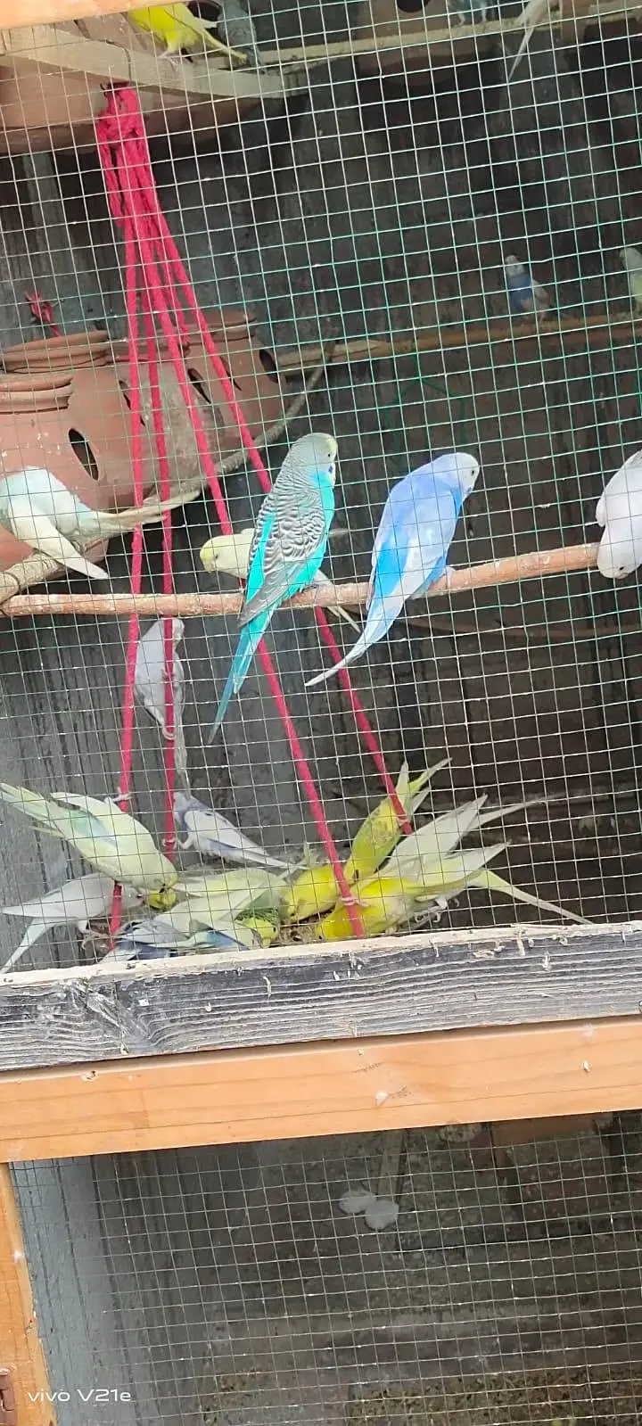 Australian budgies 03453100040 — photo 4