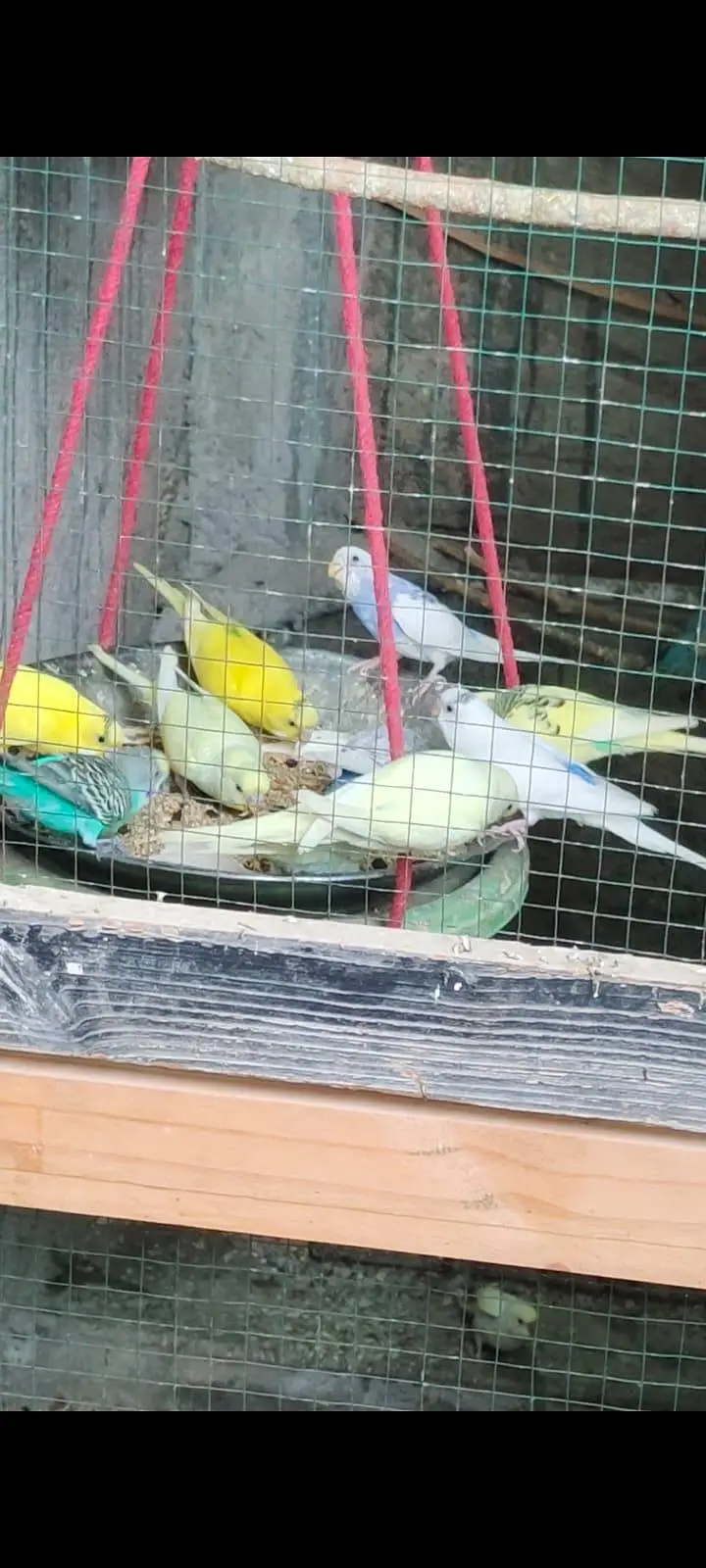 Australian budgies 03453100040 — photo 5