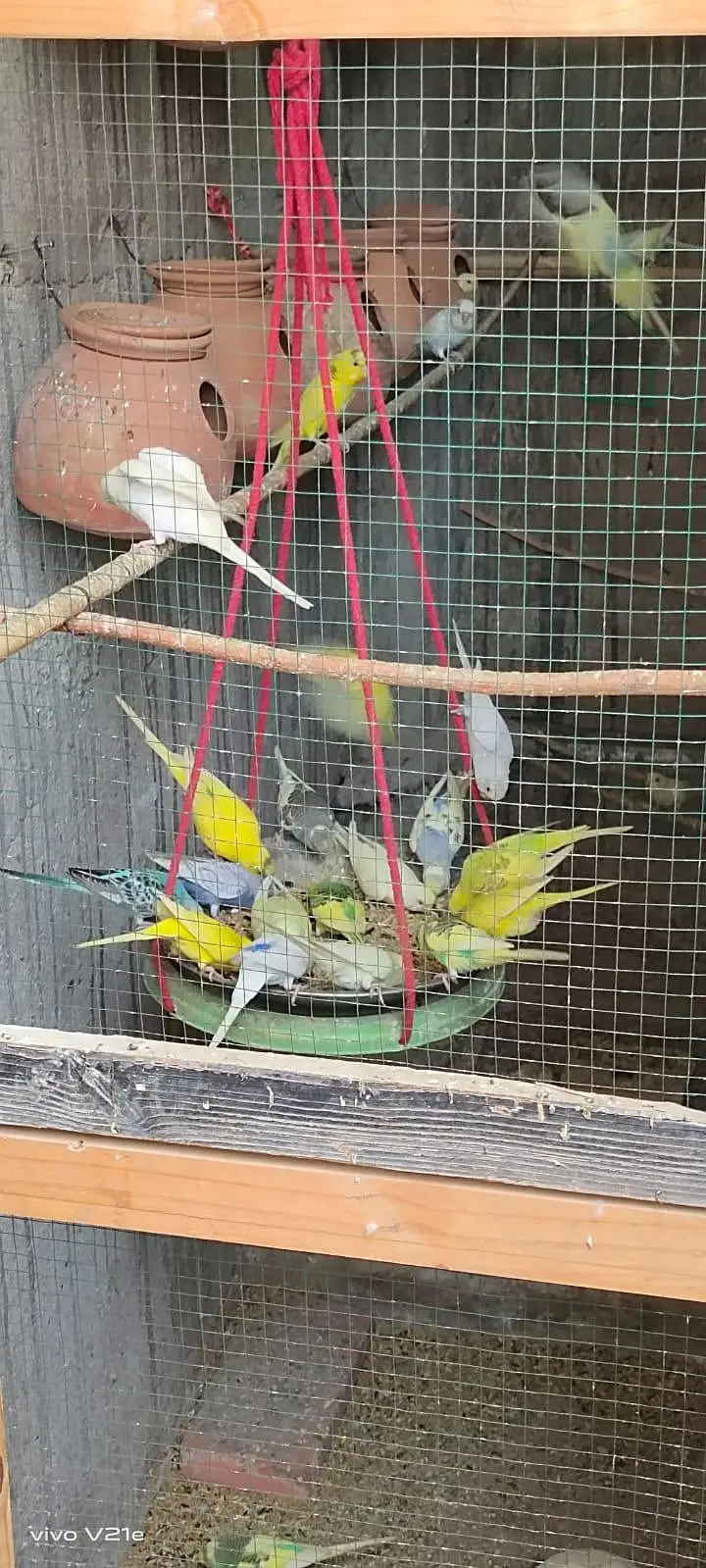 Australian budgies 03453100040 — photo 6