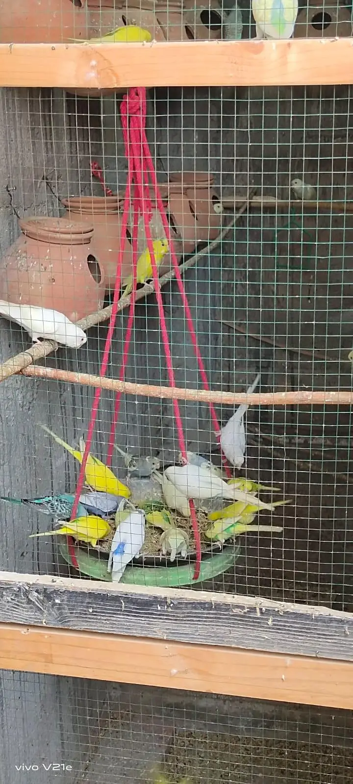 Australian budgies 03453100040 — photo 7