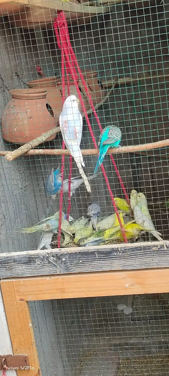 Australian budgies 03453100040 — photo 8