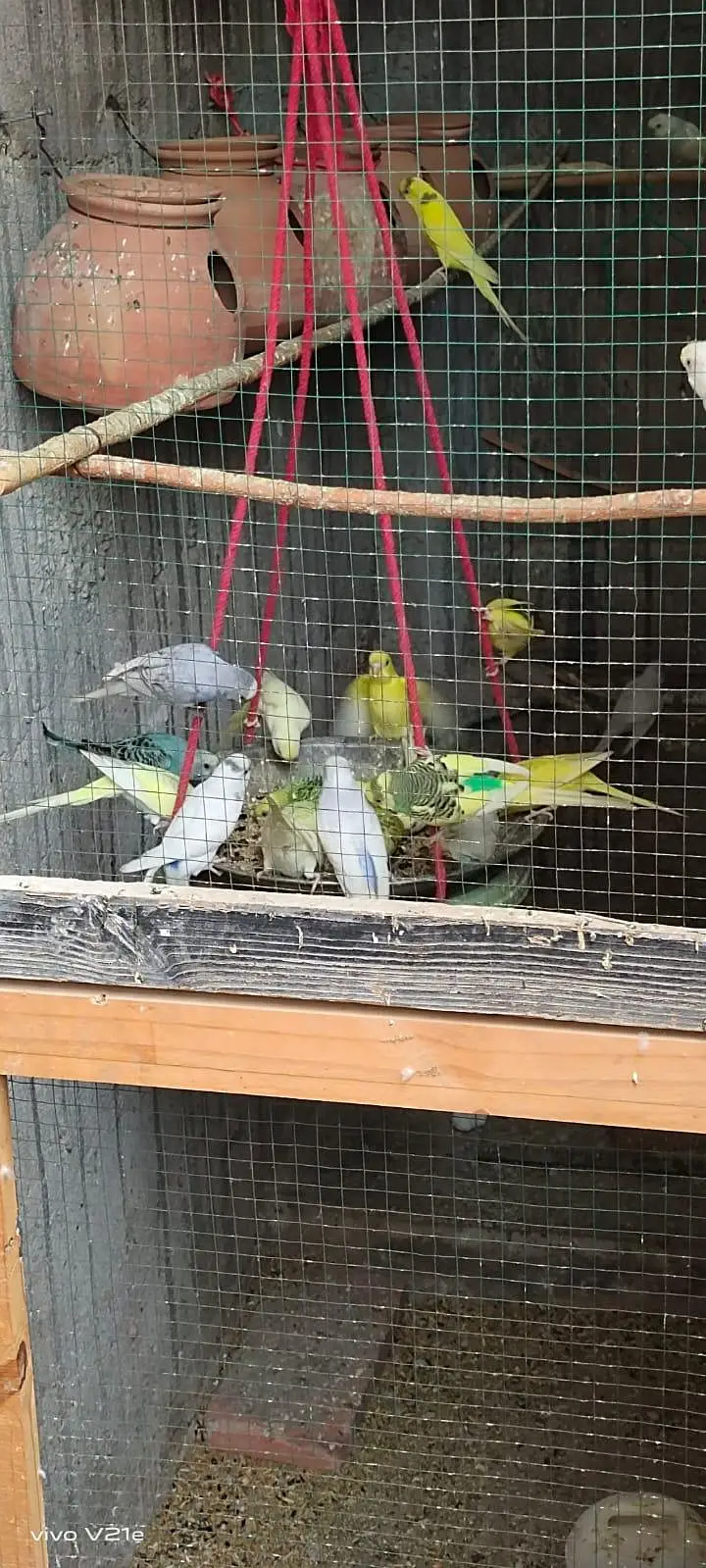 Australian budgies 03453100040 — photo 9