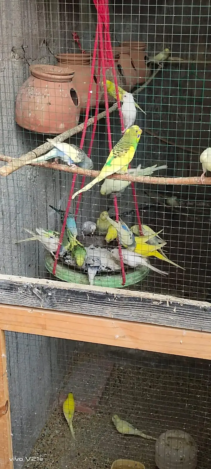 Australian budgies 03453100040 — photo 10