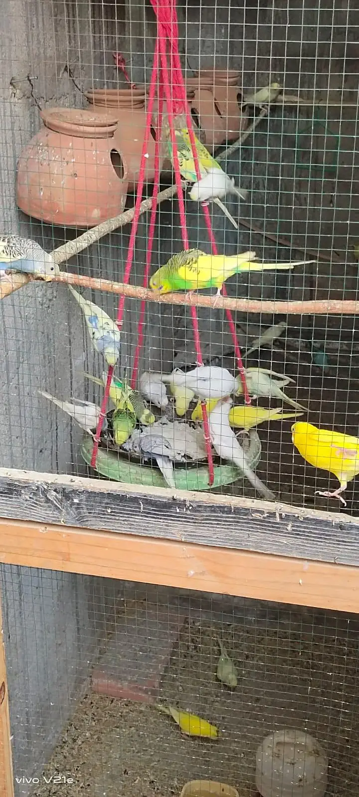 Australian budgies 03453100040 — photo 11
