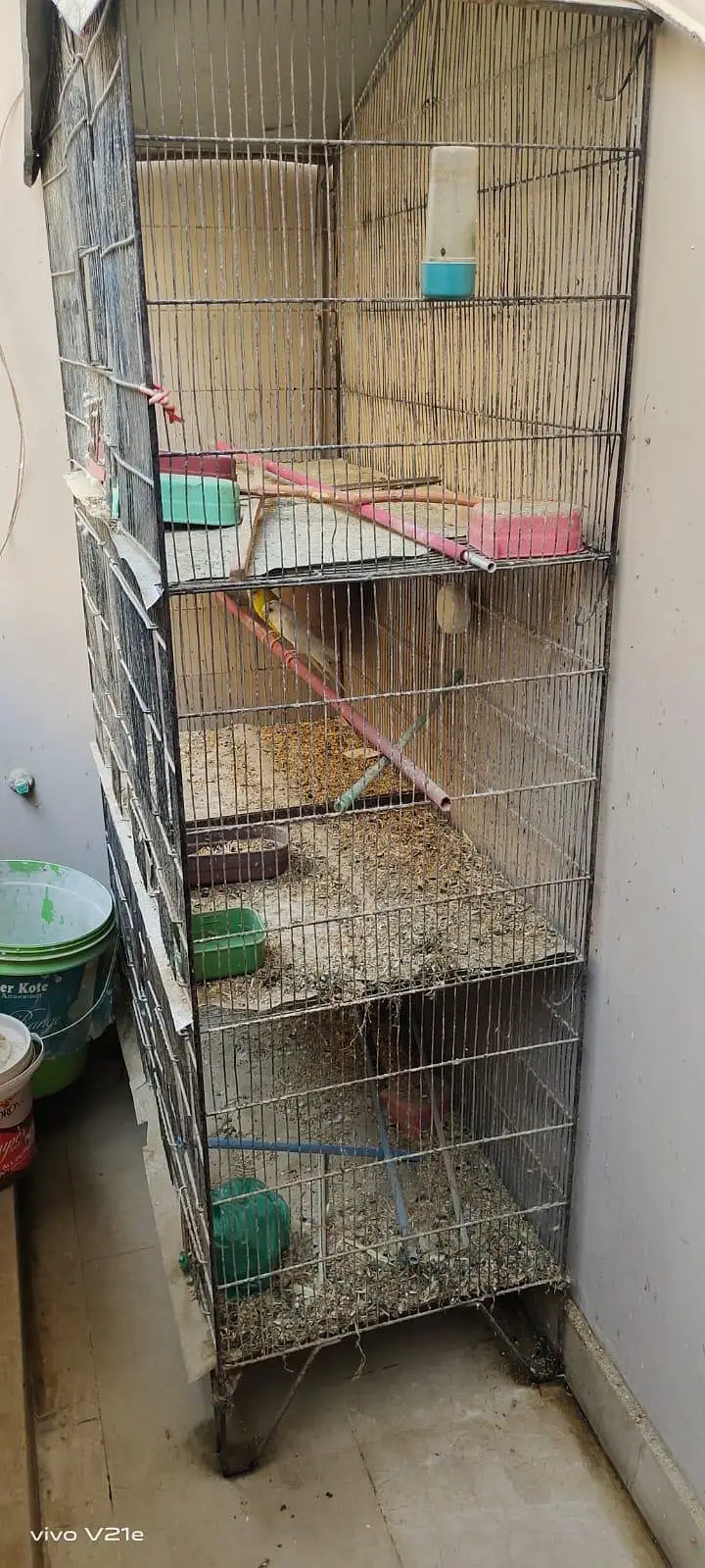 Australian budgies 03453100040 — photo 12