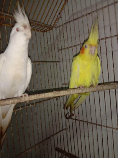 breeder pair for sale