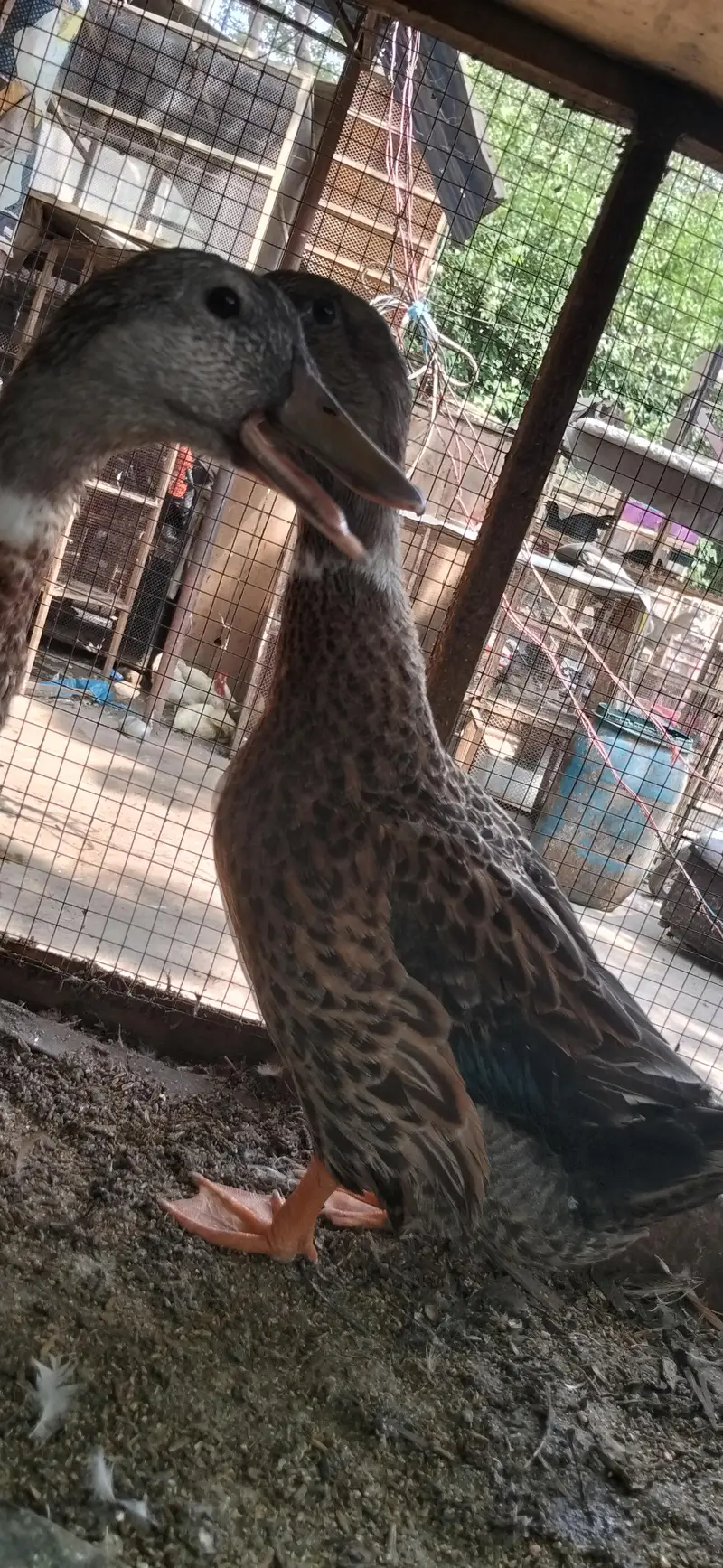 Desi Duck Pair – Laying Eggs