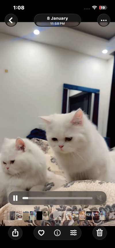 persian cat