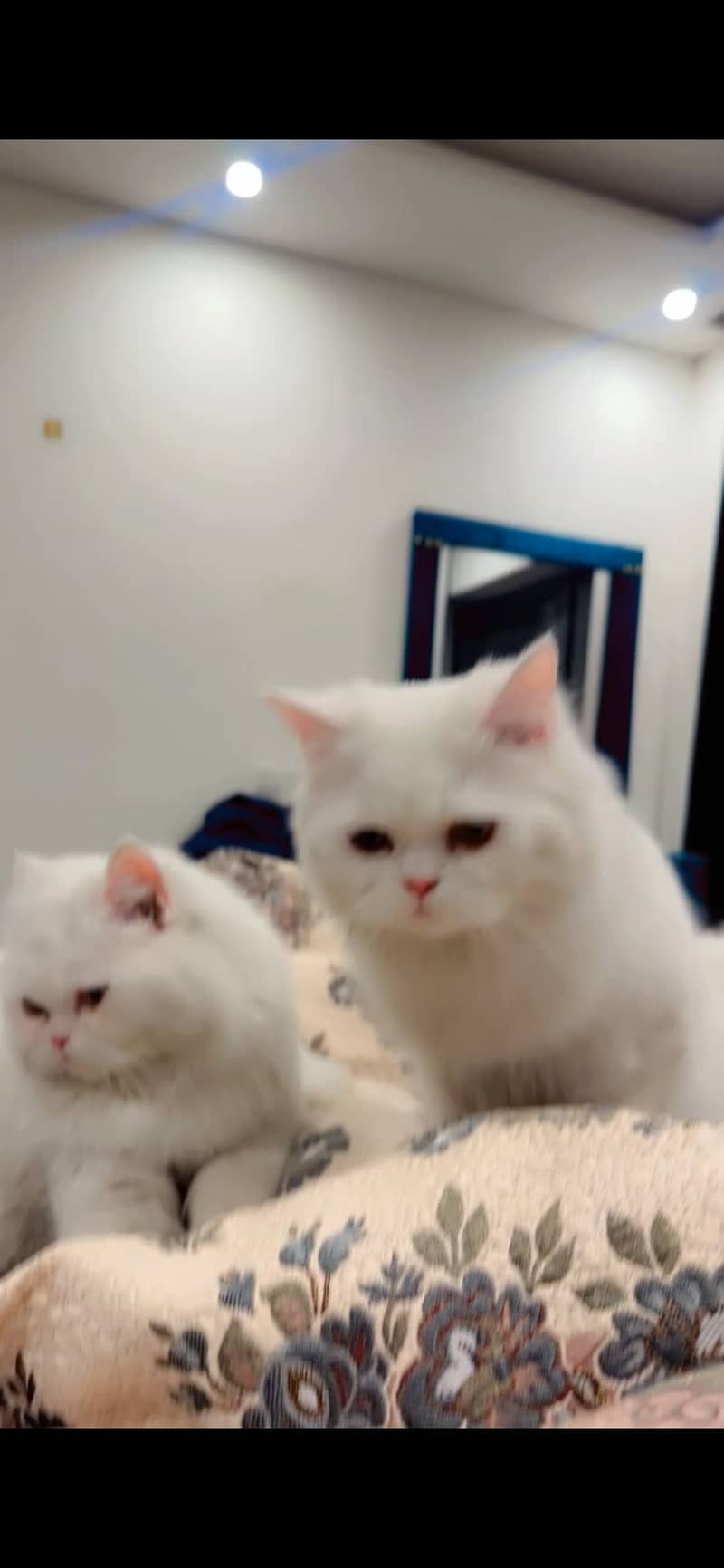 persian cat 1