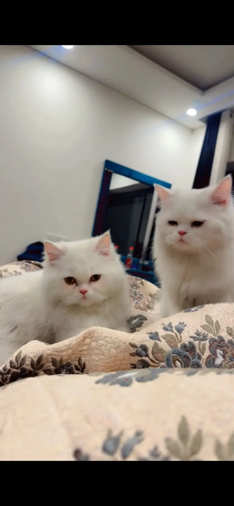 persian cat — photo 3