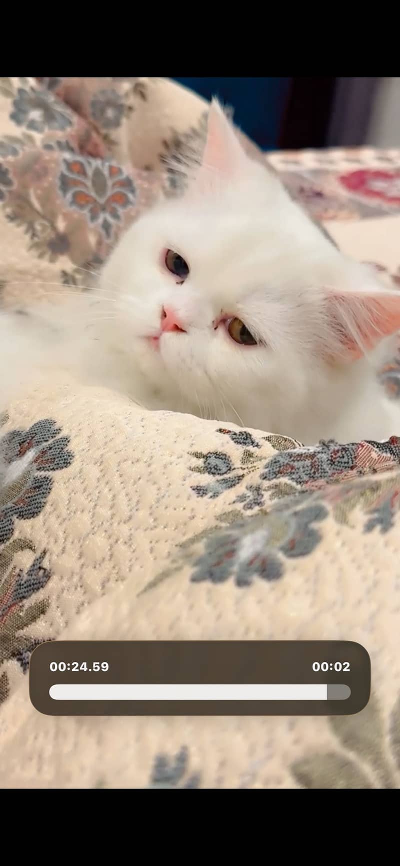 persian cat 3