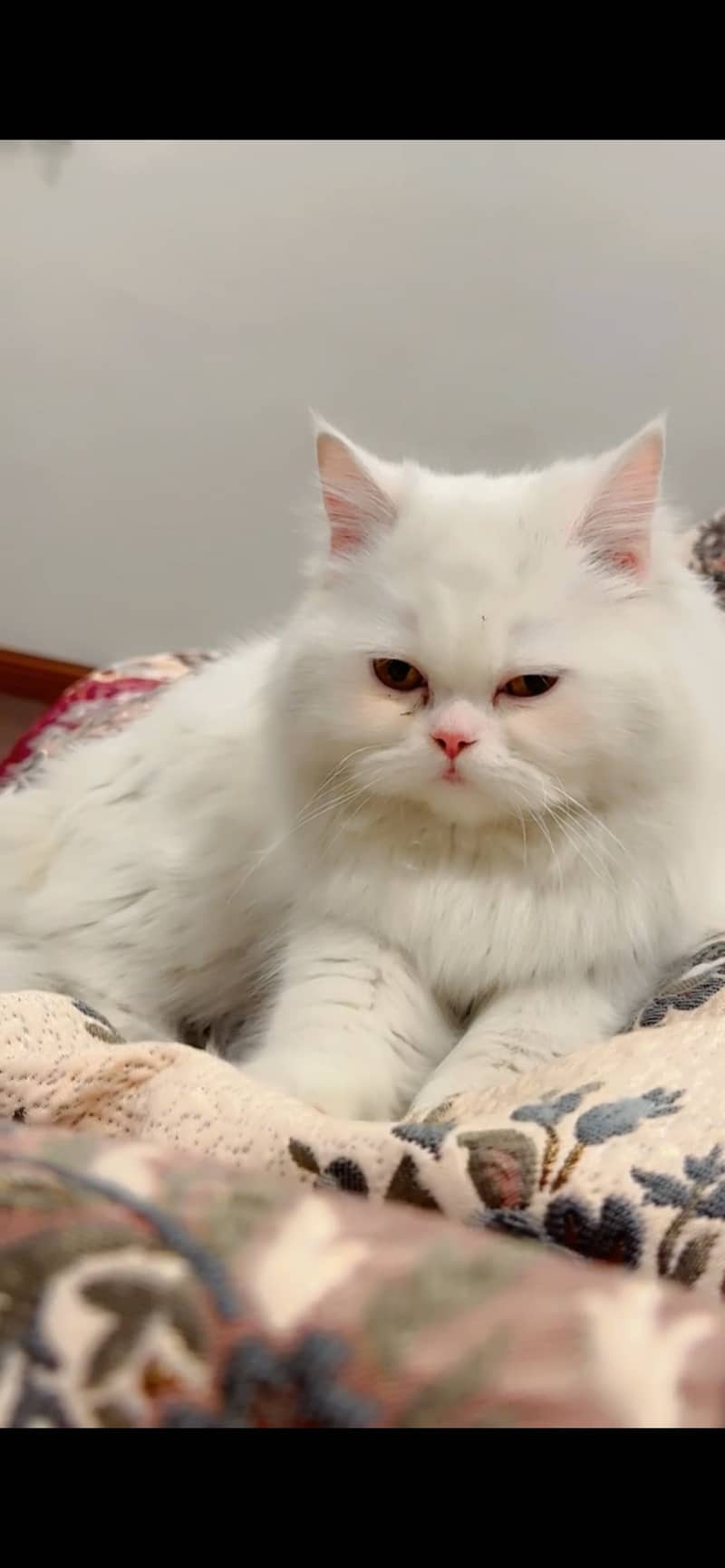 persian cat 4