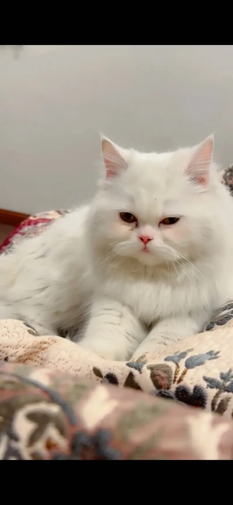 persian cat — photo 5