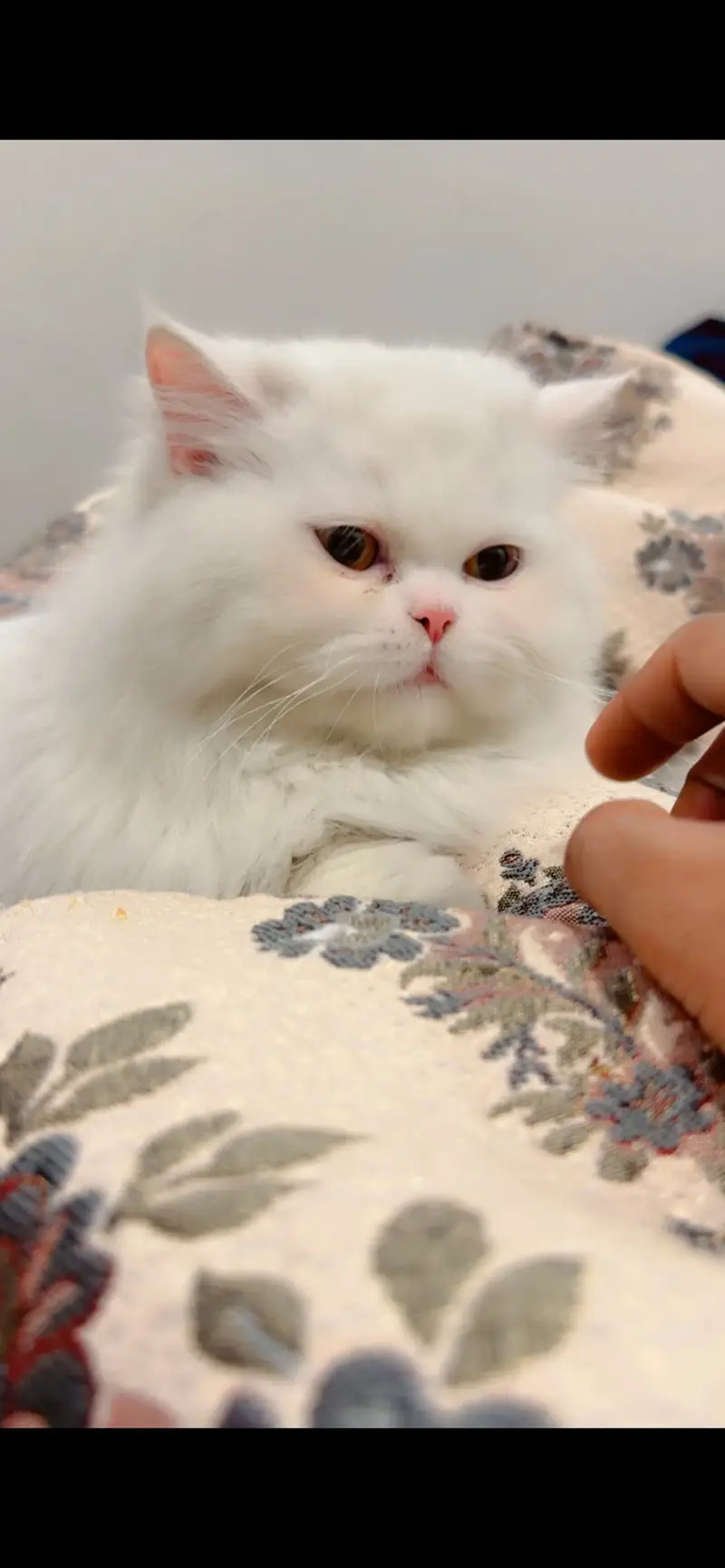 persian cat — photo 6