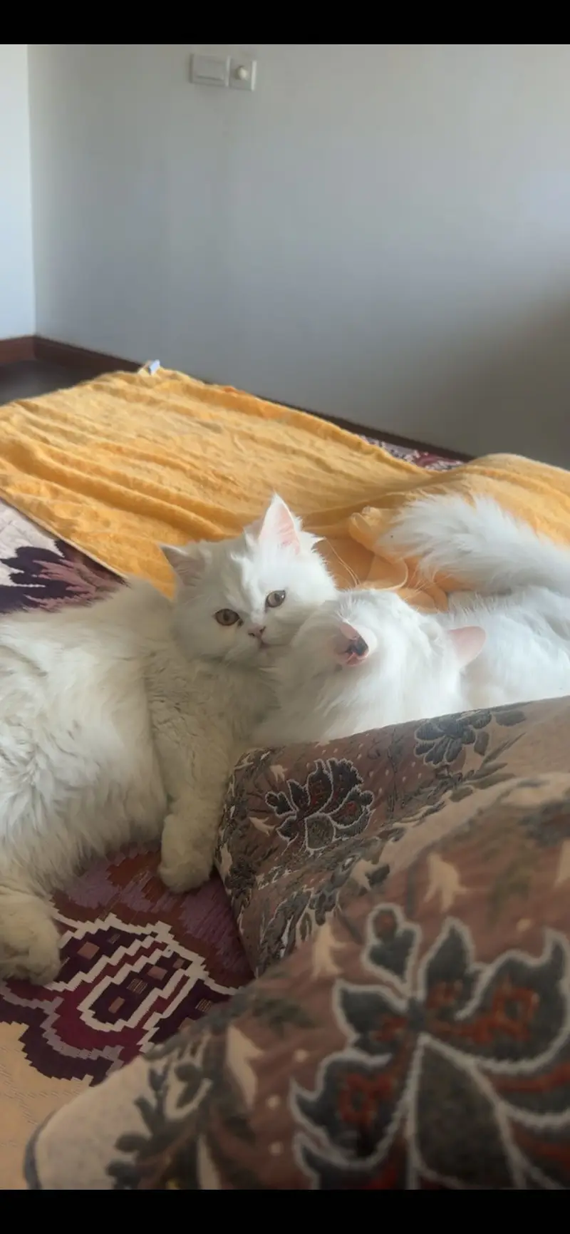 persian cat — photo 7