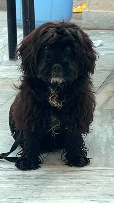 friendly cute dog for sale