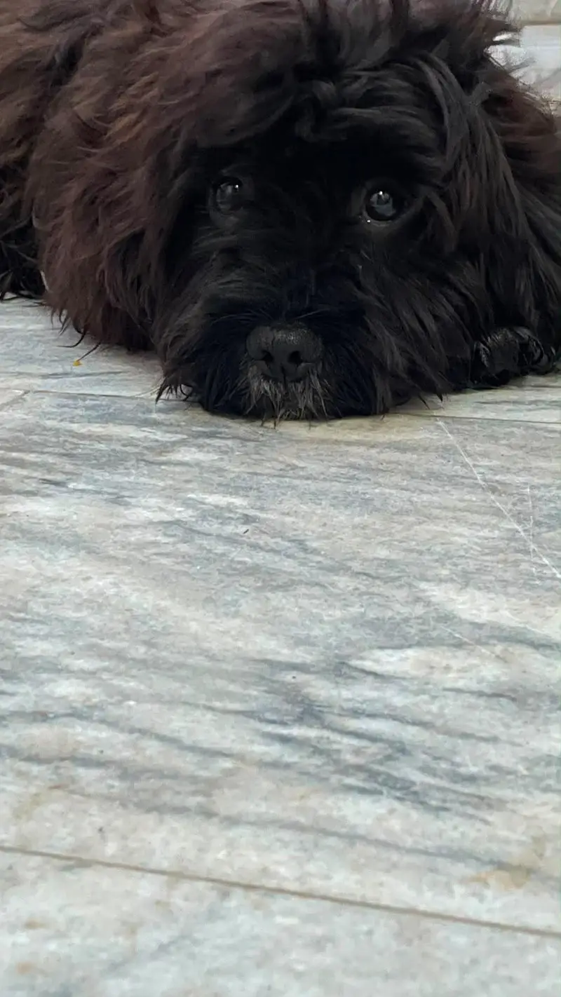 friendly cute dog for sale — photo 2