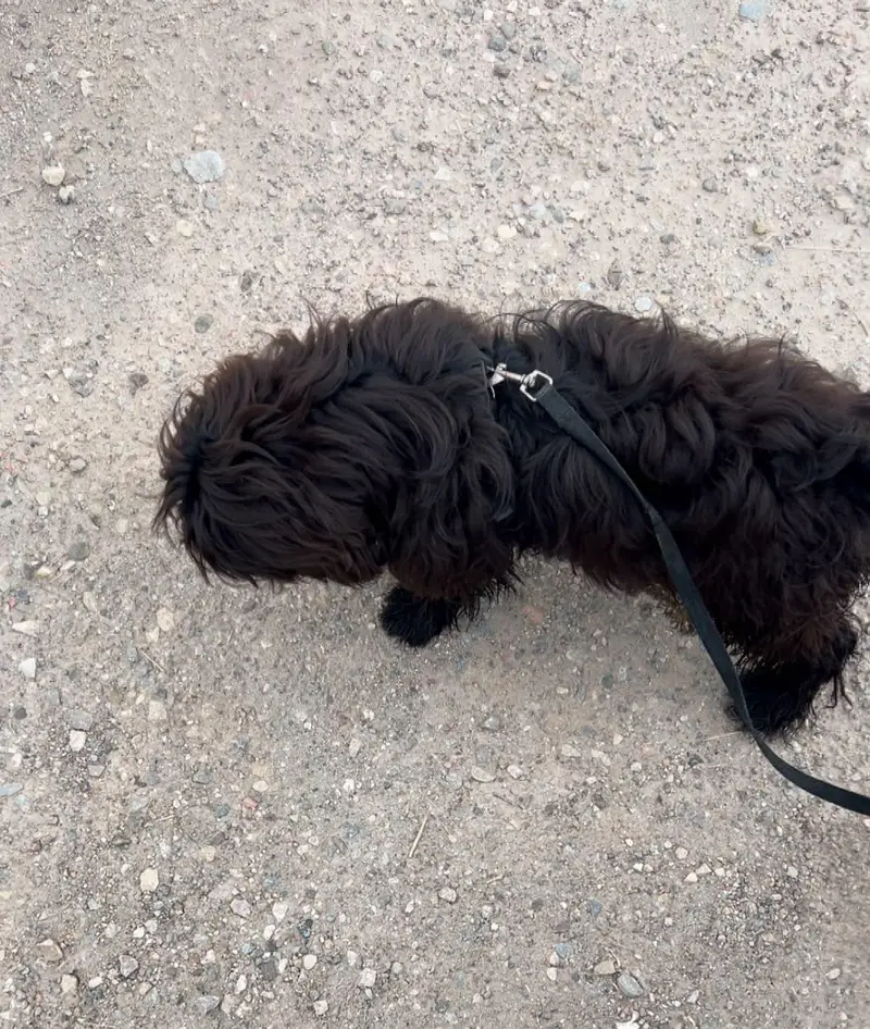 friendly cute dog for sale — photo 3