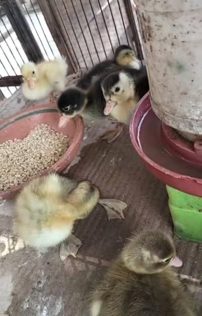 Ducks Chicks | Available | Ducklings Baby Ducks | Desi Ducks