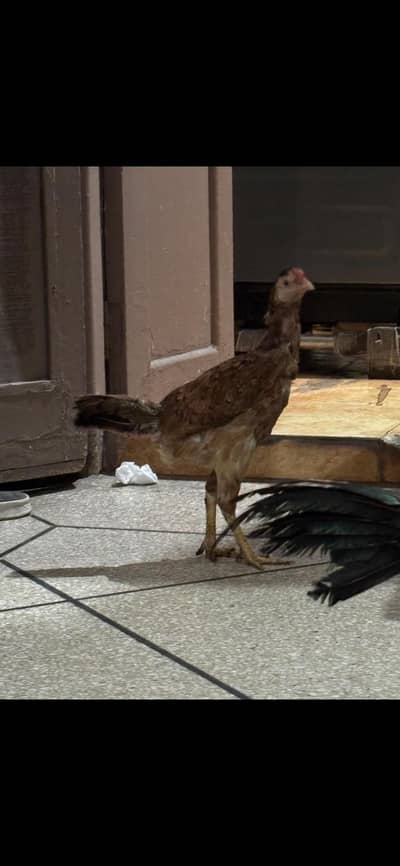 Mianwali Cross Male | Veitnam Cross Female | Best For Breeding
