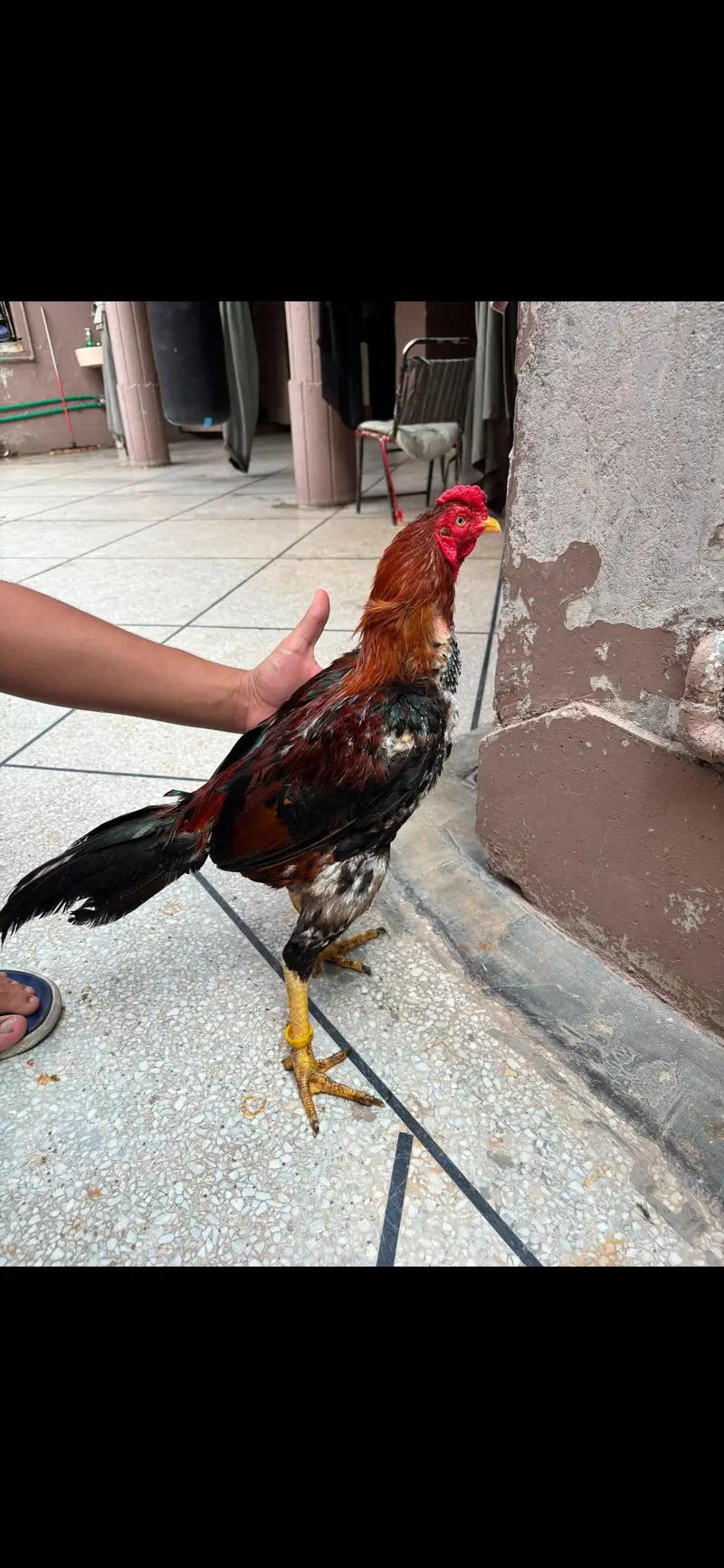 Mianwali Cross Male | Veitnam Cross Female | Best For Breeding — photo 3
