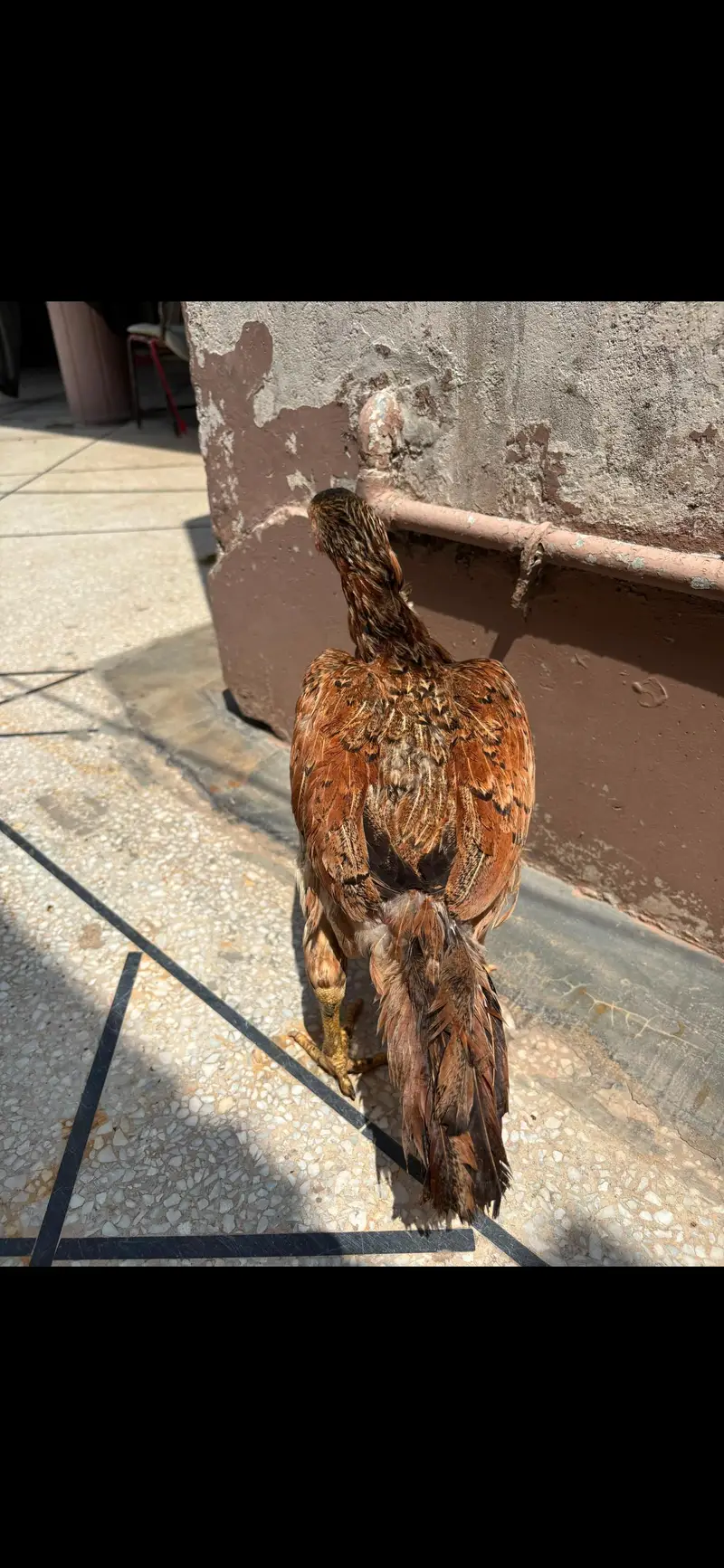 Mianwali Cross Male | Veitnam Cross Female | Best For Breeding — photo 4