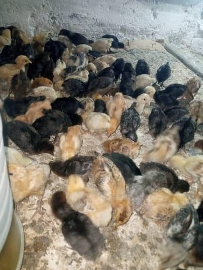 golden misri chicks
