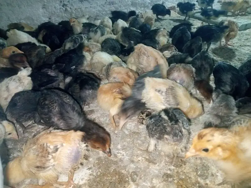 golden misri chicks — photo 2