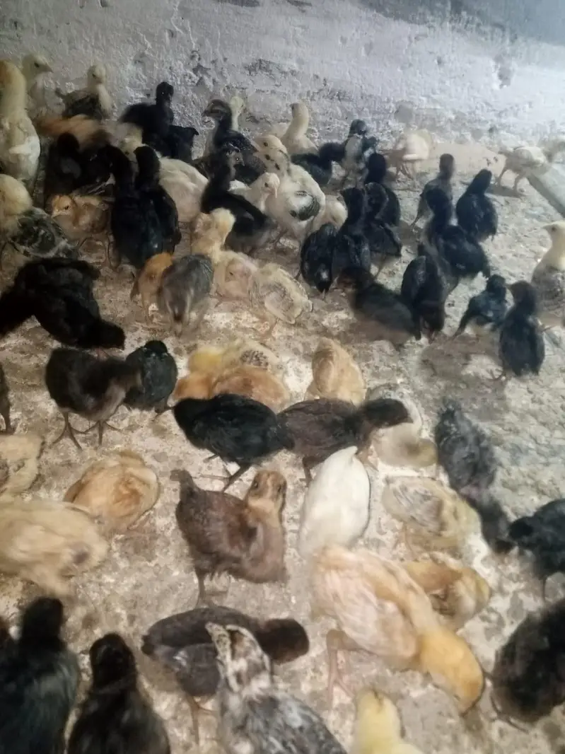 golden misri chicks — photo 3