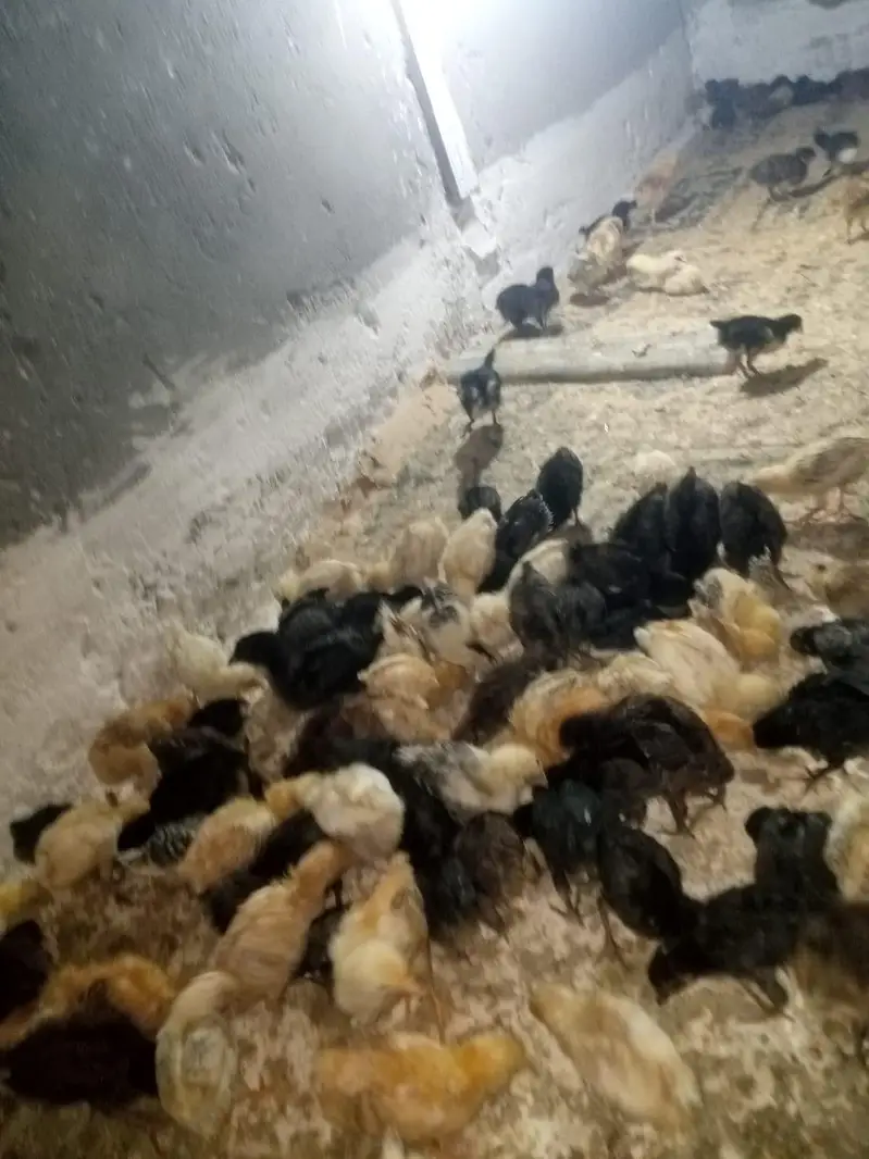 golden misri chicks — photo 4