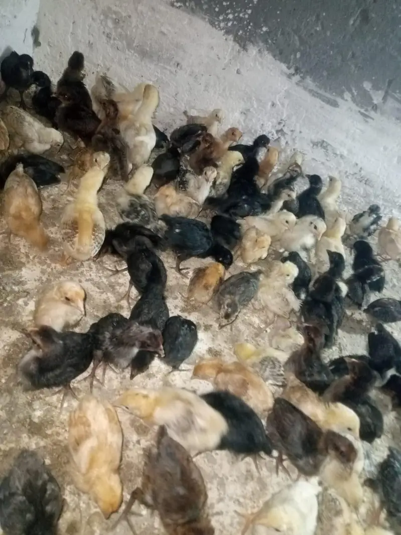golden misri chicks — photo 5