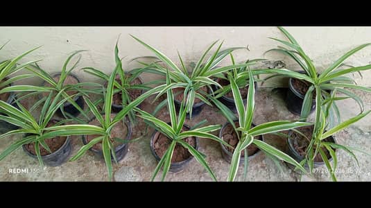 Healthy Spider Plants
