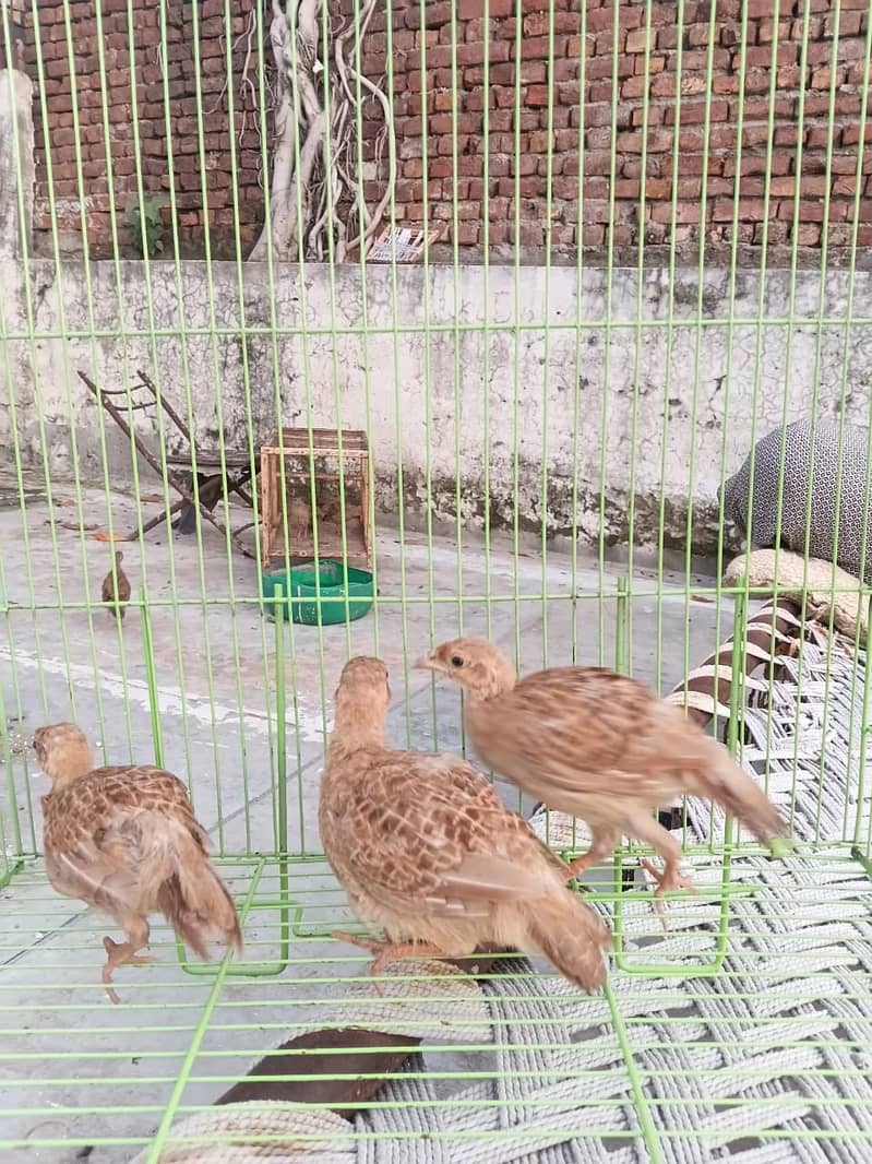 Teetar chick 1