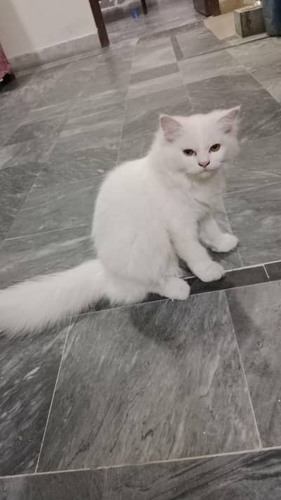 Triple coat persian cat