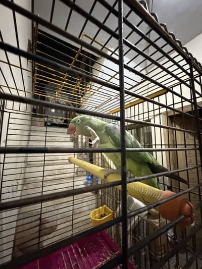 Raw Female Handtame Parrot