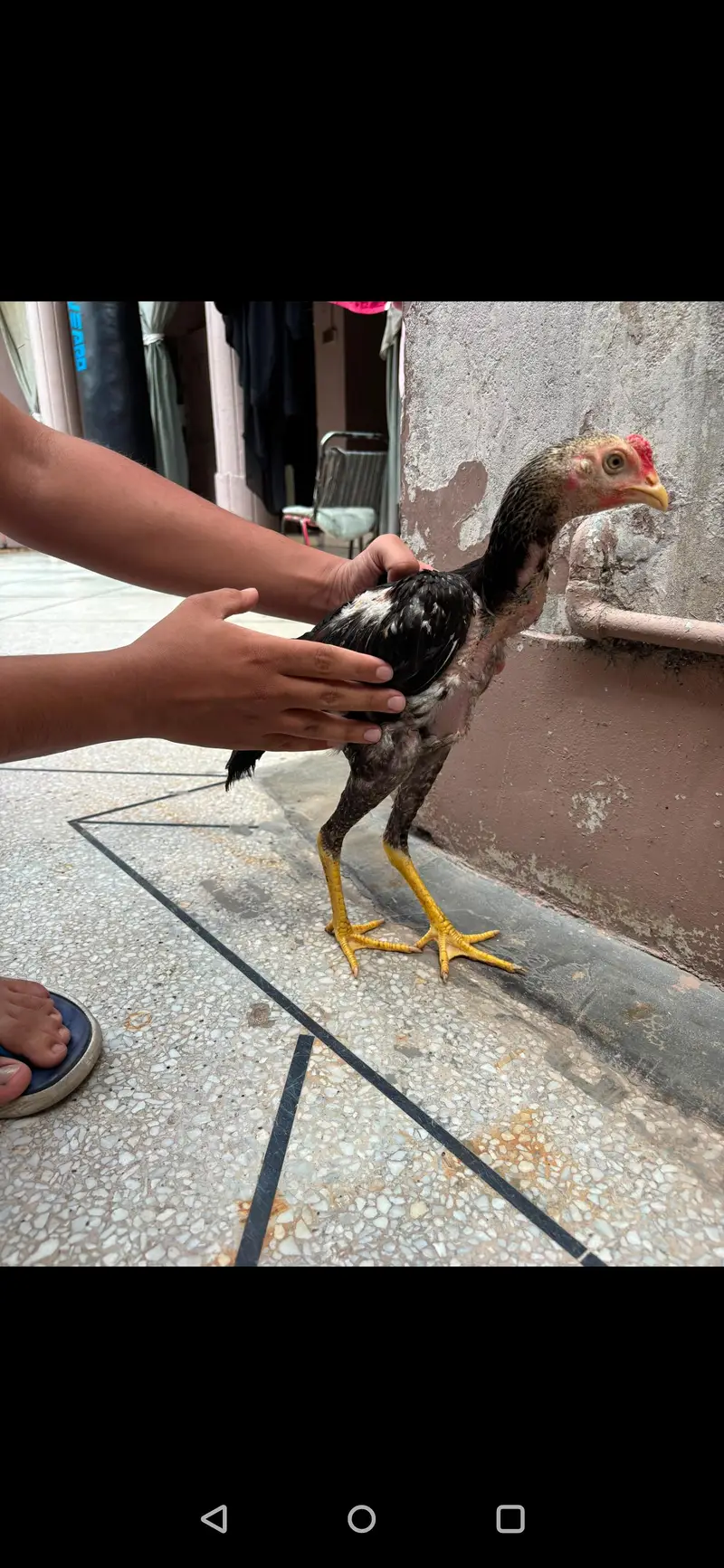 Thai And Mianwali Cross | 4 Aseel Chicks | 6 Months | Hame raised — photo 2