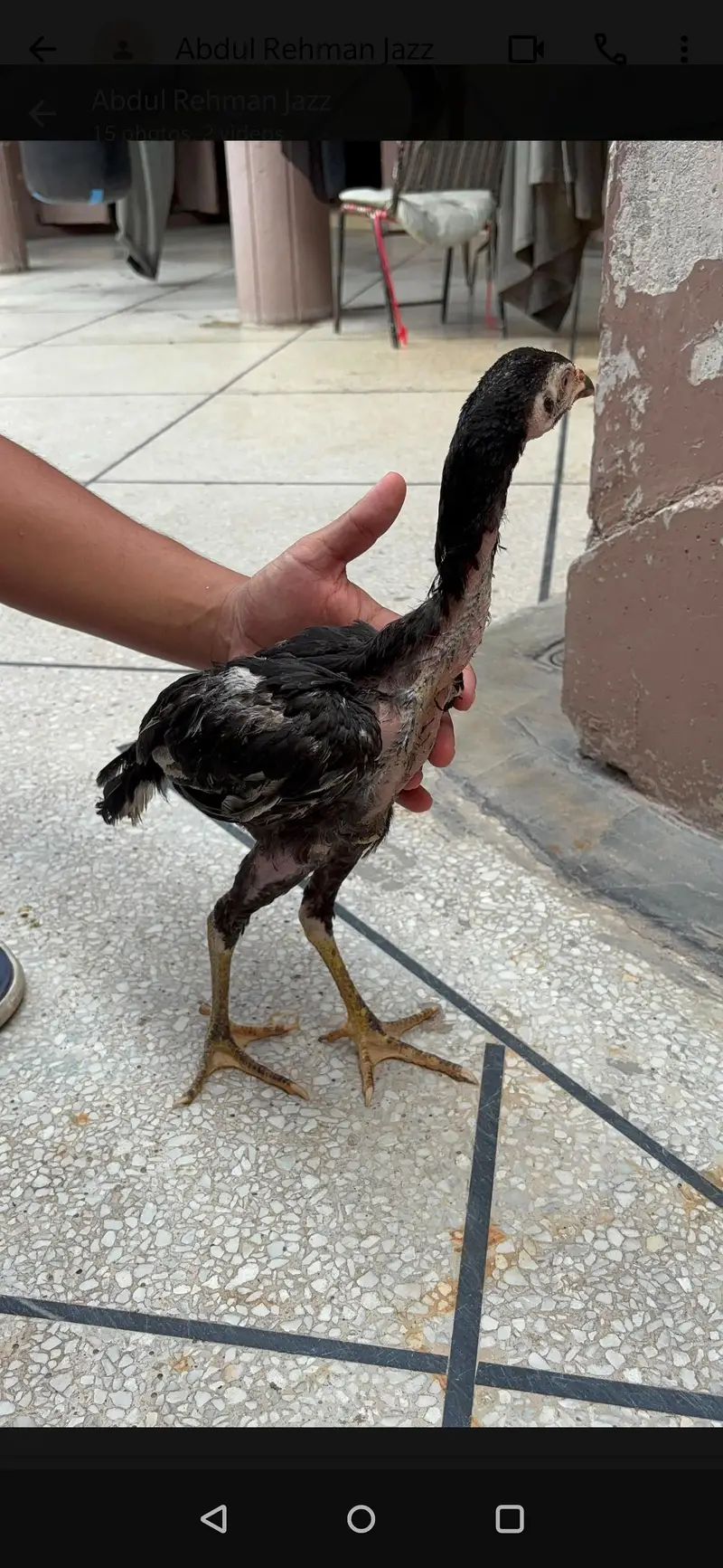 Thai And Mianwali Cross | 4 Aseel Chicks | 6 Months | Hame raised — photo 5