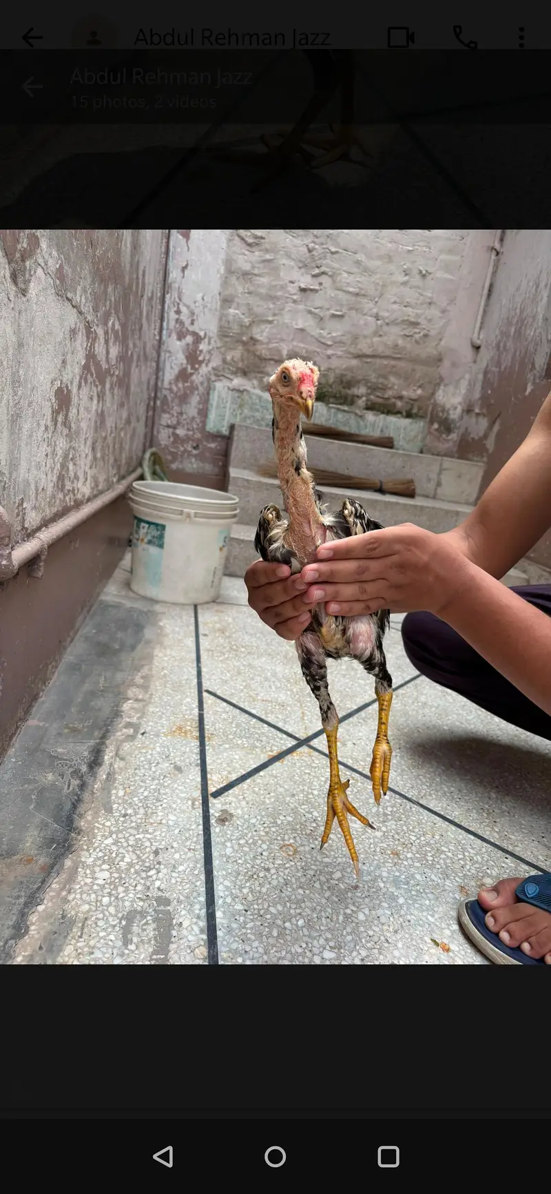Thai And Mianwali Cross | 4 Aseel Chicks | 6 Months | Hame raised — photo 7