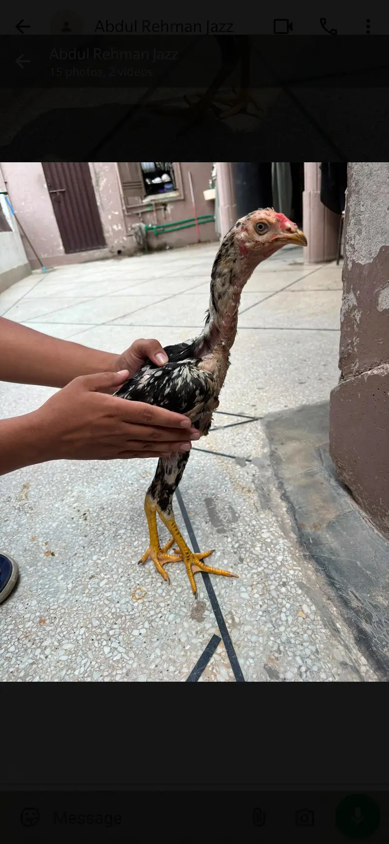 Thai And Mianwali Cross | 4 Aseel Chicks | 6 Months | Hame raised — photo 8