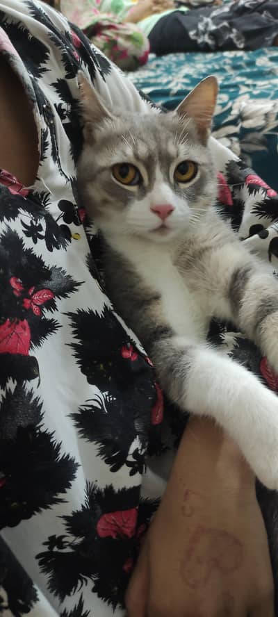 American Male Cat For sale
